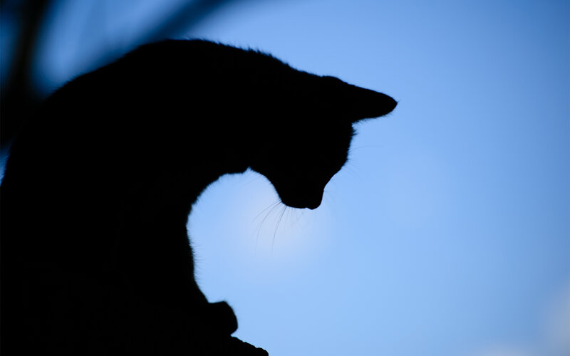 Silhouette of a Cat — Blue, Calm