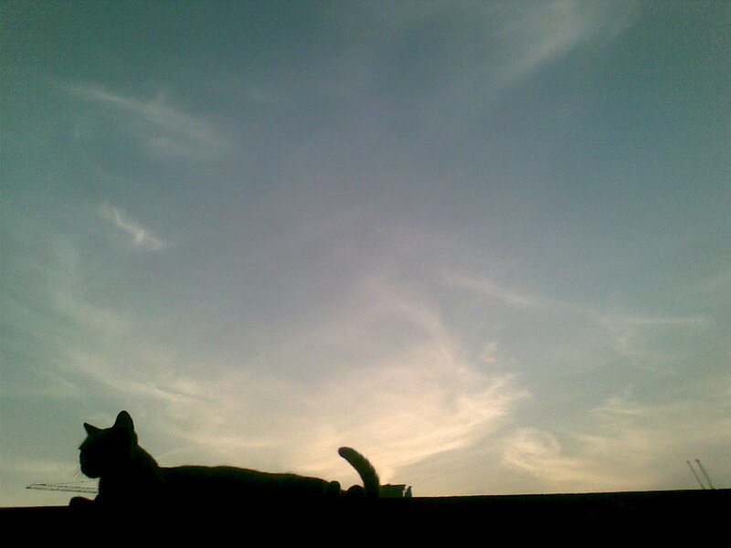 Silhouette of a Cat — Blue, Serene, Sunset