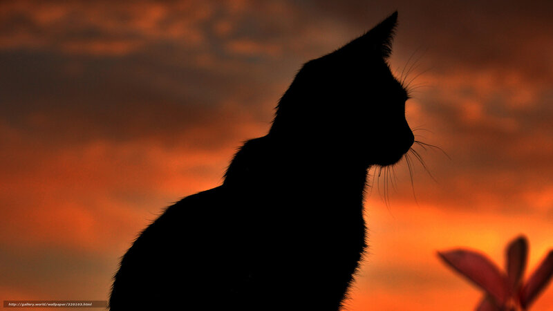 Silhouette of a Cat — Orange, Dramatic, Sunset