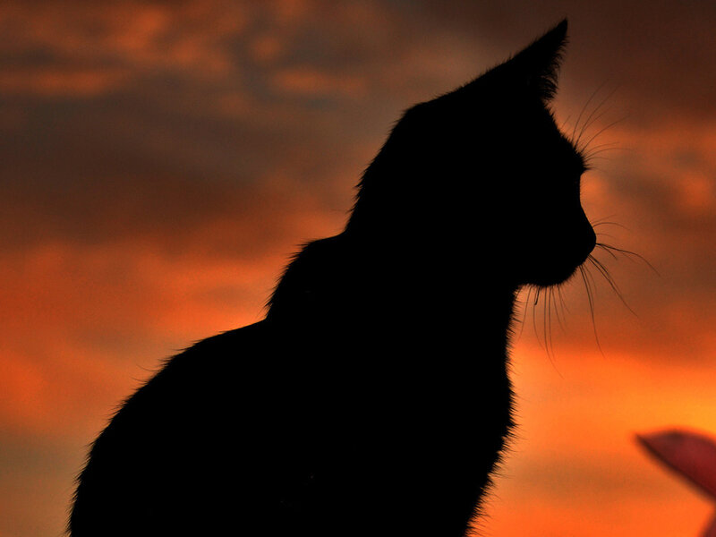 Silhouette of a Cat — Orange, Dramatic