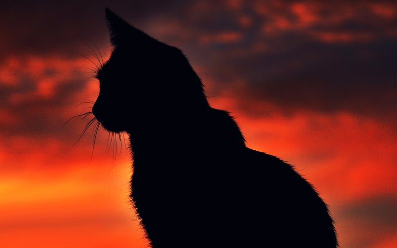 Silhouette of a Cat — Red
