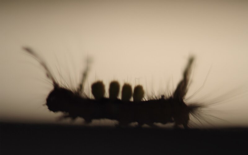 silhouette of a caterpillar