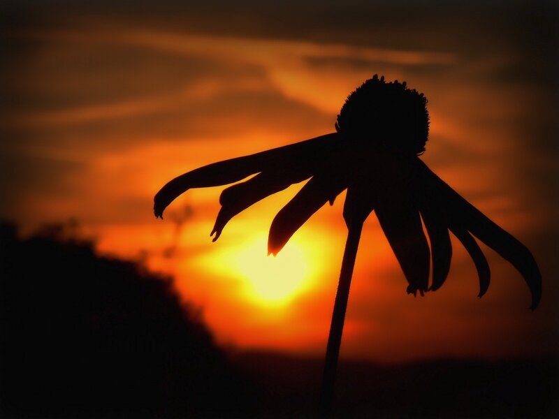 Silhouette of a Coneflower