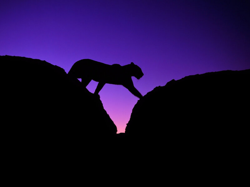 Silhouette of a Cougar