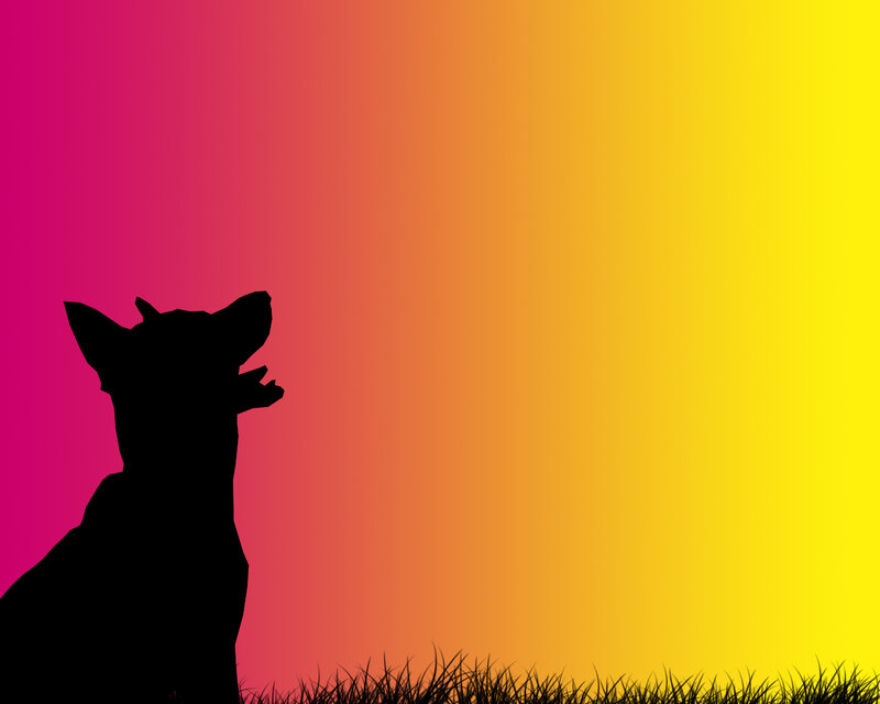 silhouette of a cow at sunset