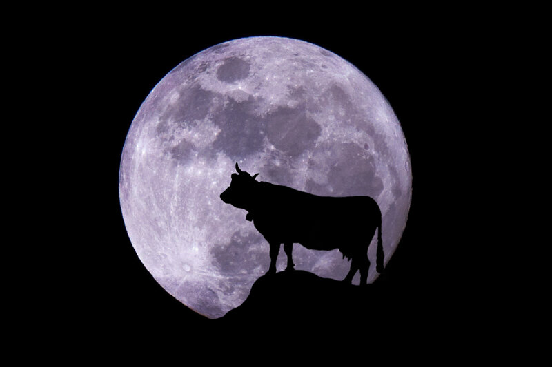 Silhouette of a Cow
