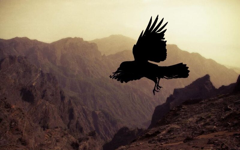 Silhouette of a Crow — Brown