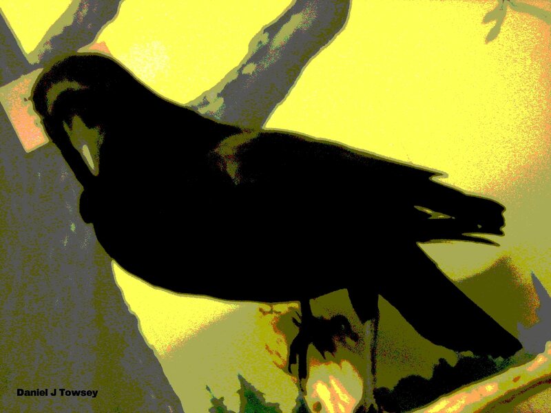 silhouette of a crow on branch