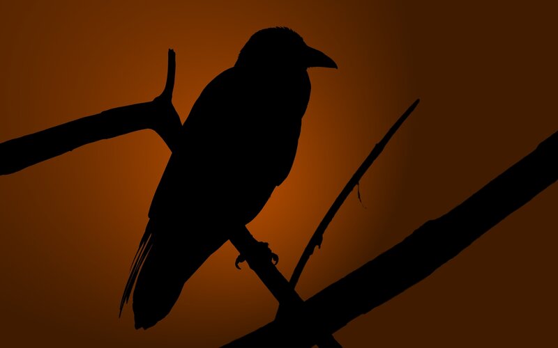 Silhouette of a Crow — Orange