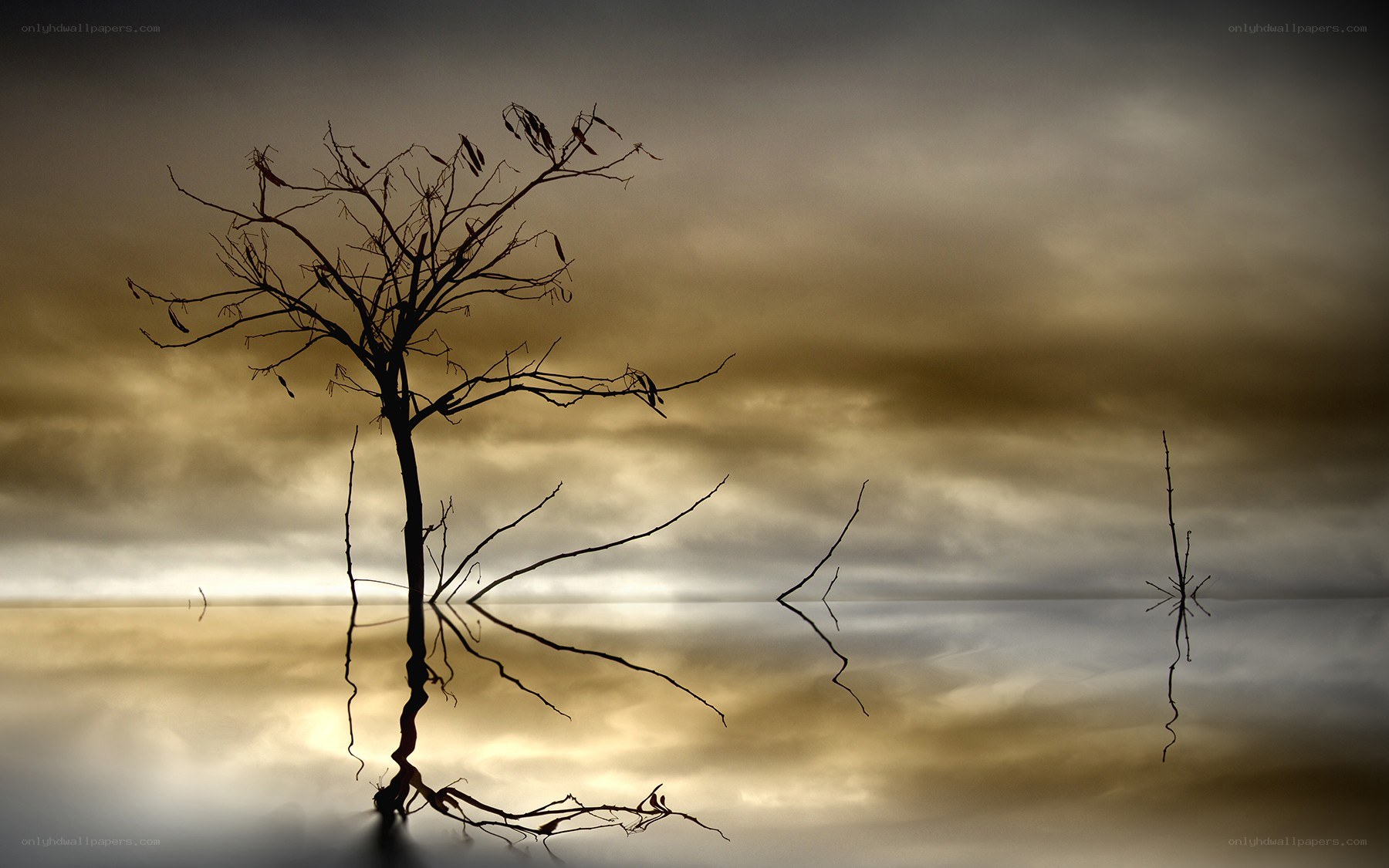 Silhouette of a dead tree