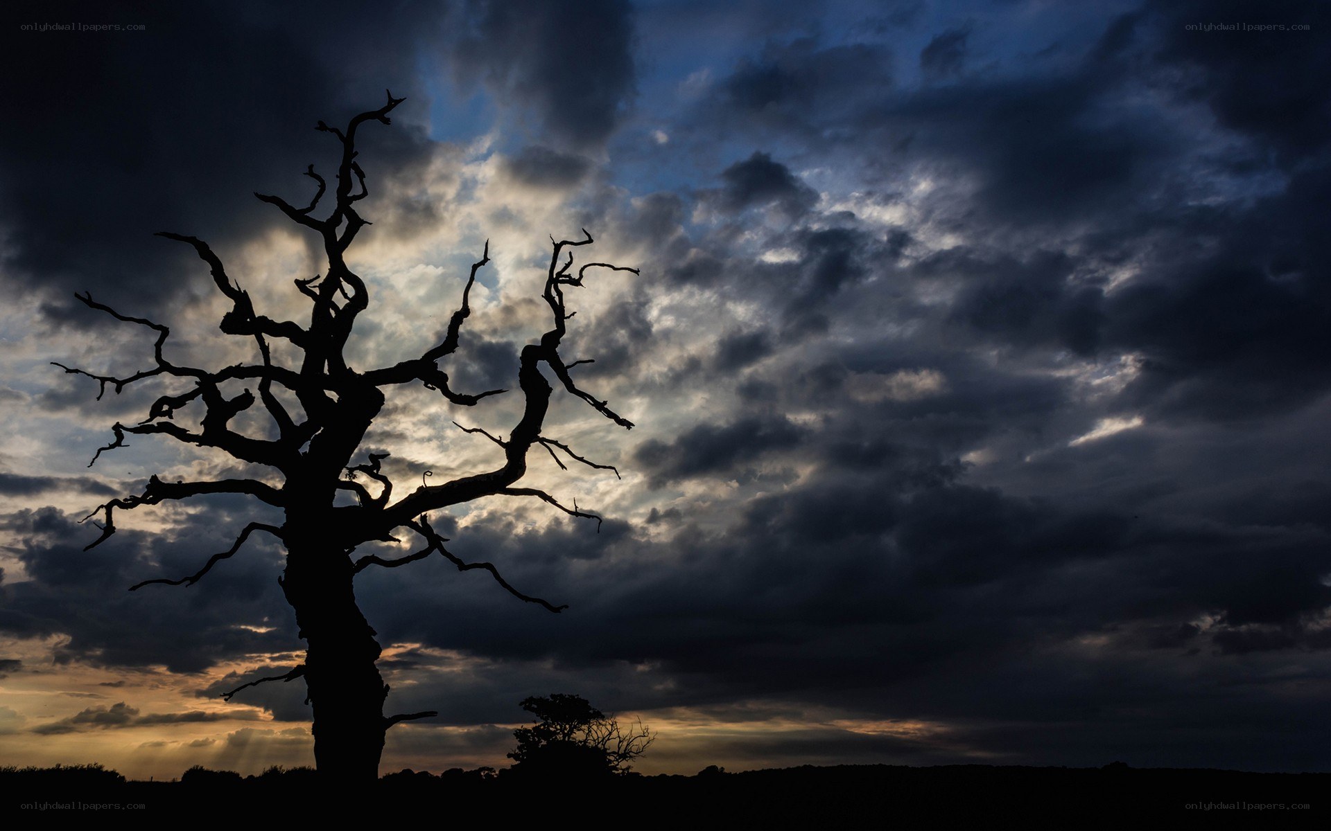 Silhouette of a dead tree
