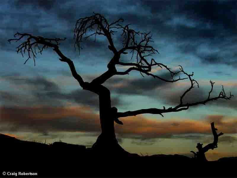 Silhouette of a dead tree