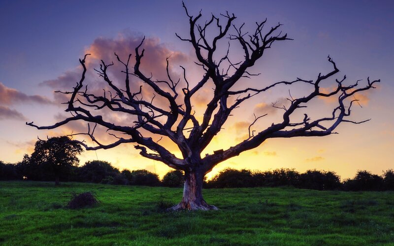 Silhouette of a dead tree at sunset
