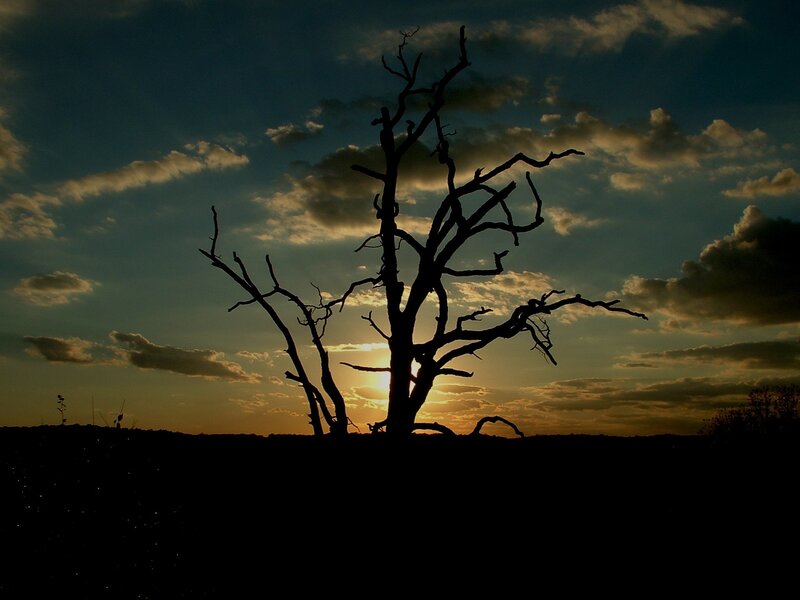 Silhouette of a dead tree at sunset