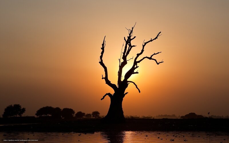 Silhouette of a dead tree at sunset