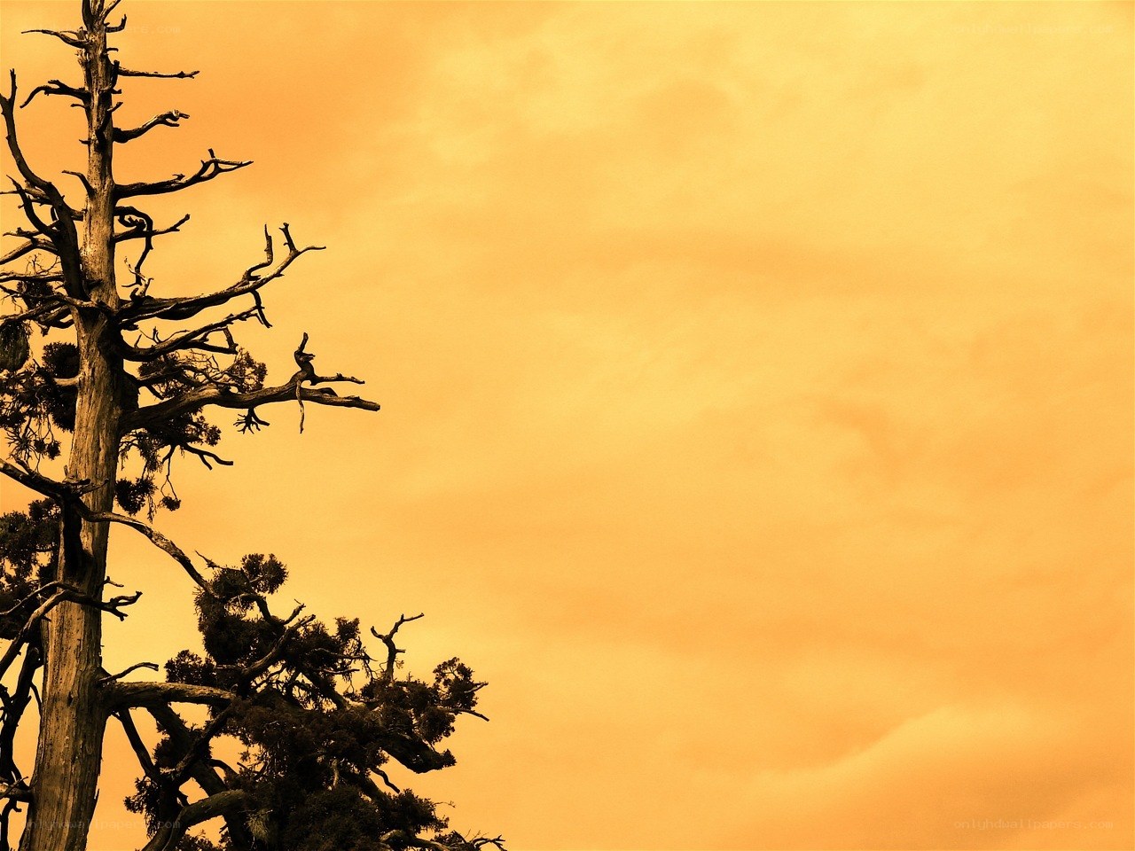 Silhouette of a dead tree