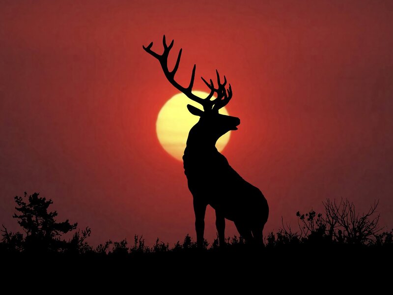 Silhouette of a deer at sunset