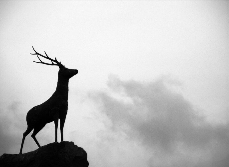 Silhouette of a Deer — Black