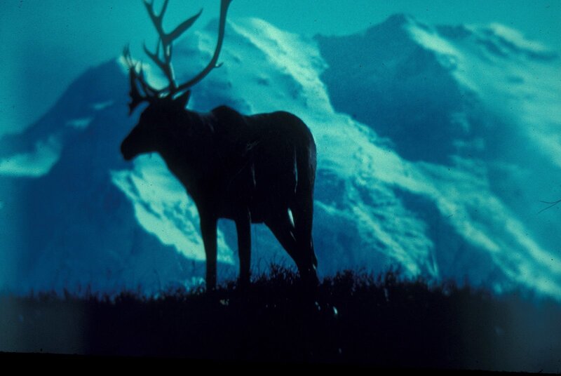 Silhouette of a deer in mountains