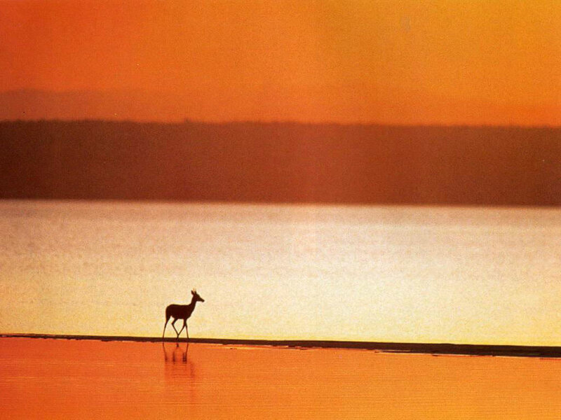 Silhouette of a Deer