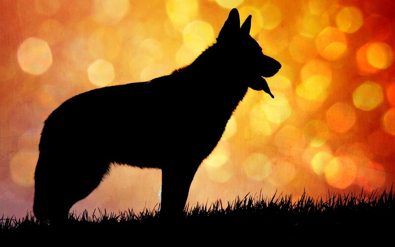 Silhouette of a Dog — Orange