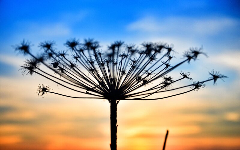 Silhouette of a Dried Flower — Blue