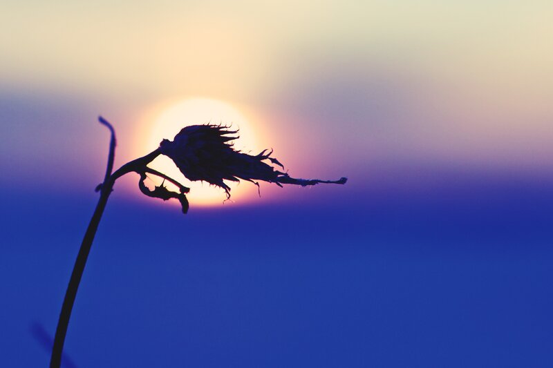 Silhouette of a dried flower