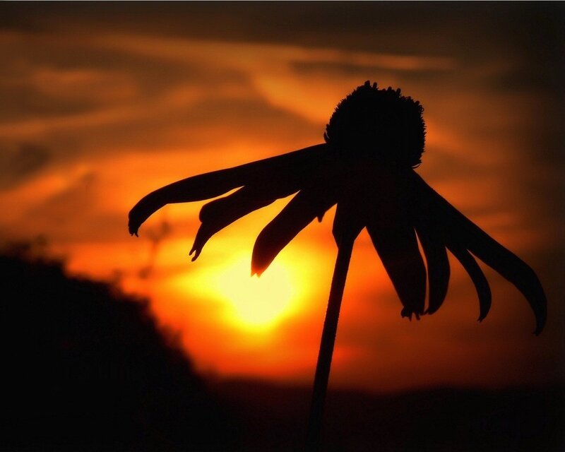 silhouette of a flower at sunset