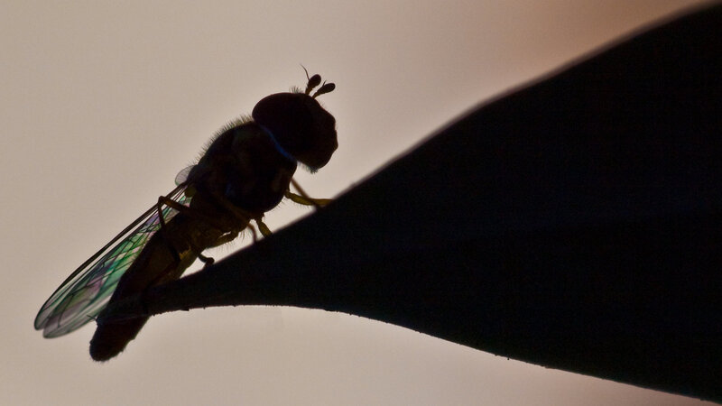 silhouette of a fly on leaf