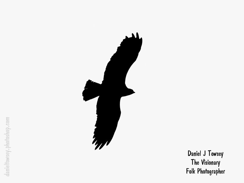 silhouette of a flying bird