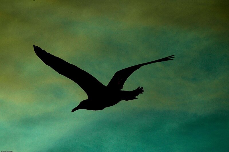 silhouette of a flying bird