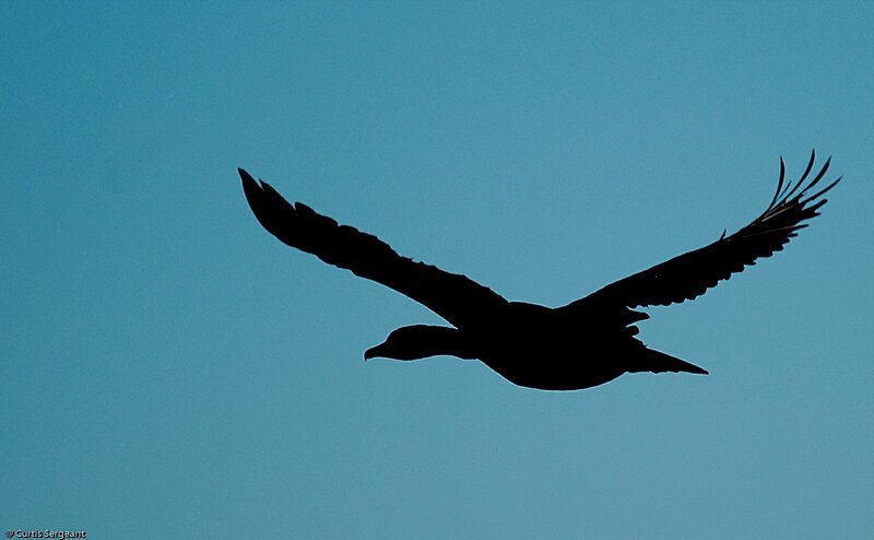 silhouette of a flying bird