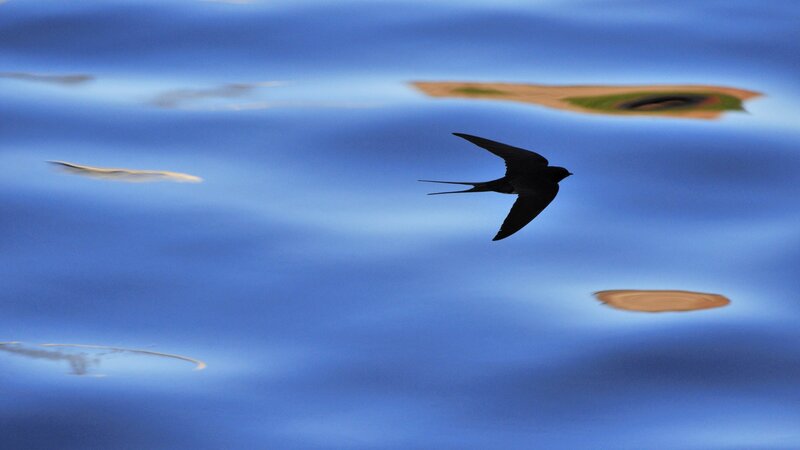 silhouette of a flying bird