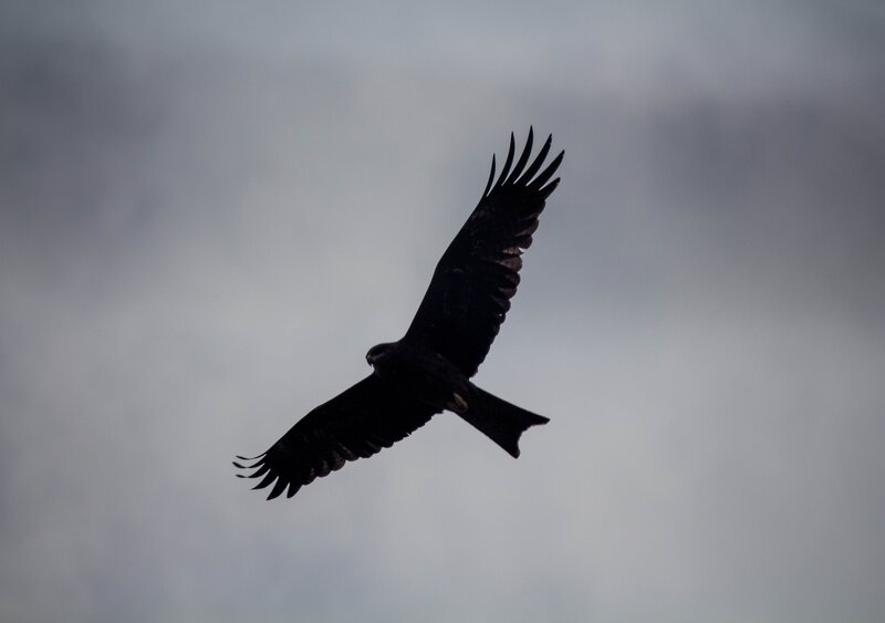 silhouette of a flying bird