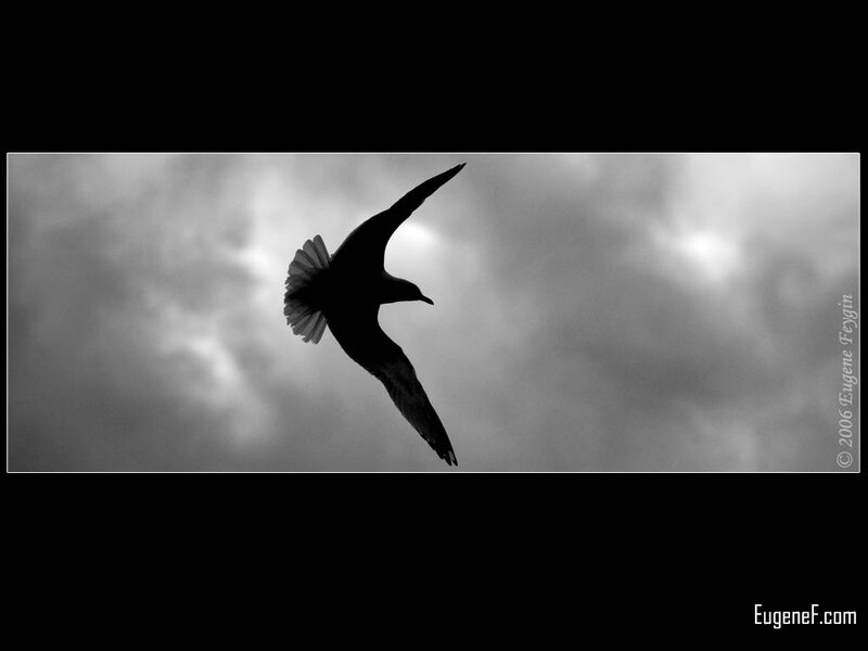 silhouette of a flying bird