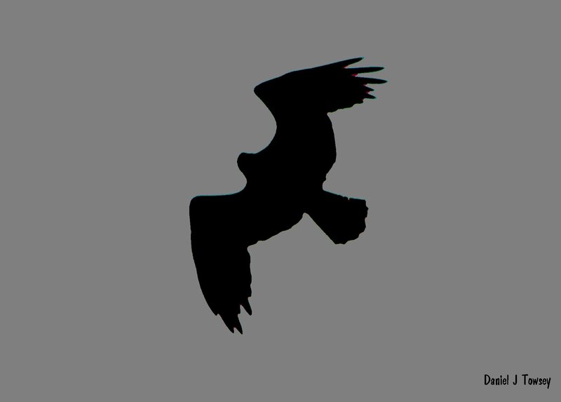 silhouette of a flying bird