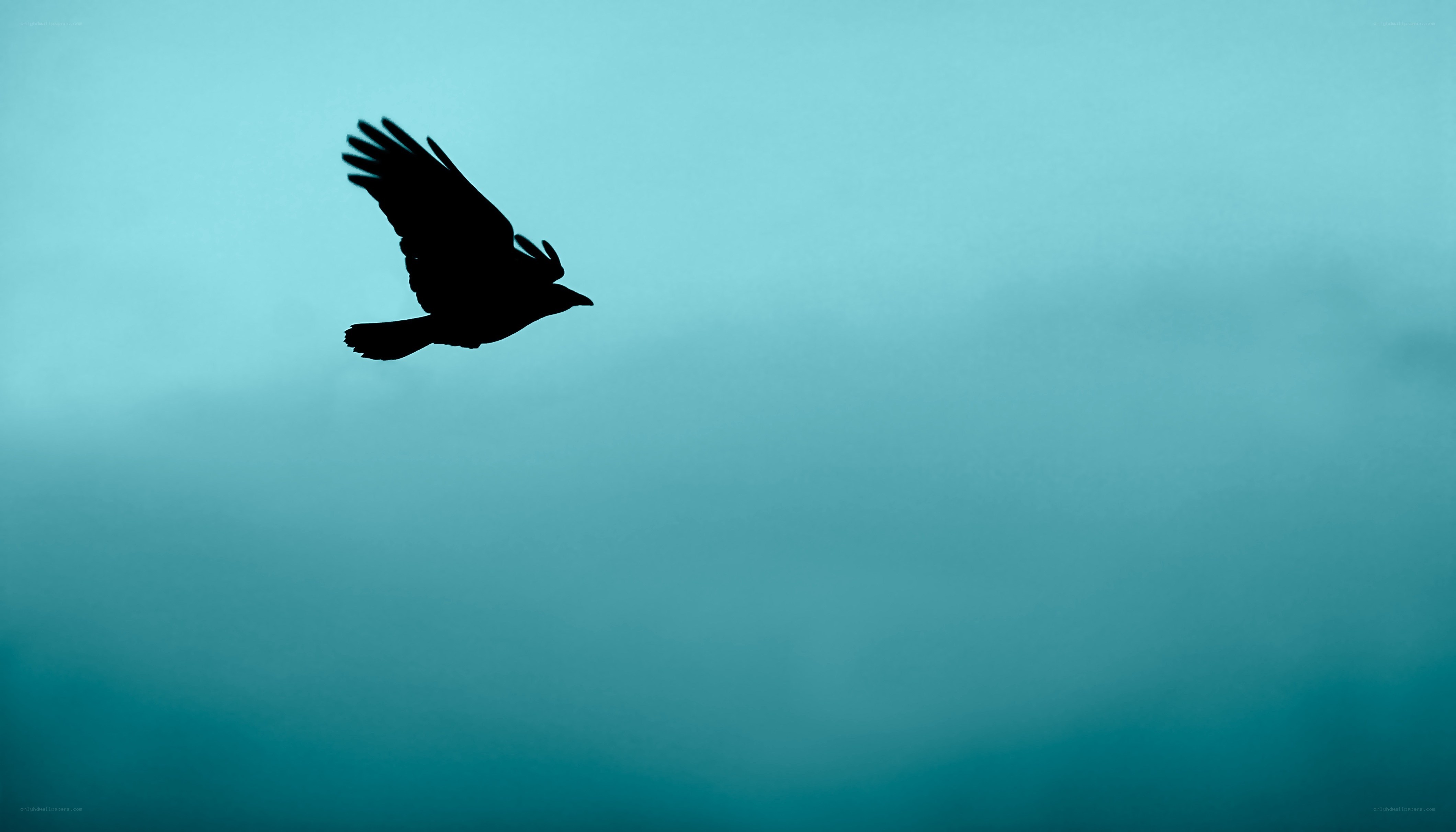 silhouette of a flying bird