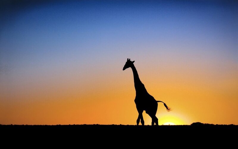 Silhouette of a Giraffe