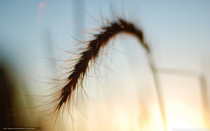 Silhouette of a Grass Seed Head — Brown