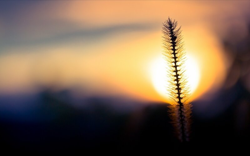 Silhouette of a Grass Seed Head — Orange