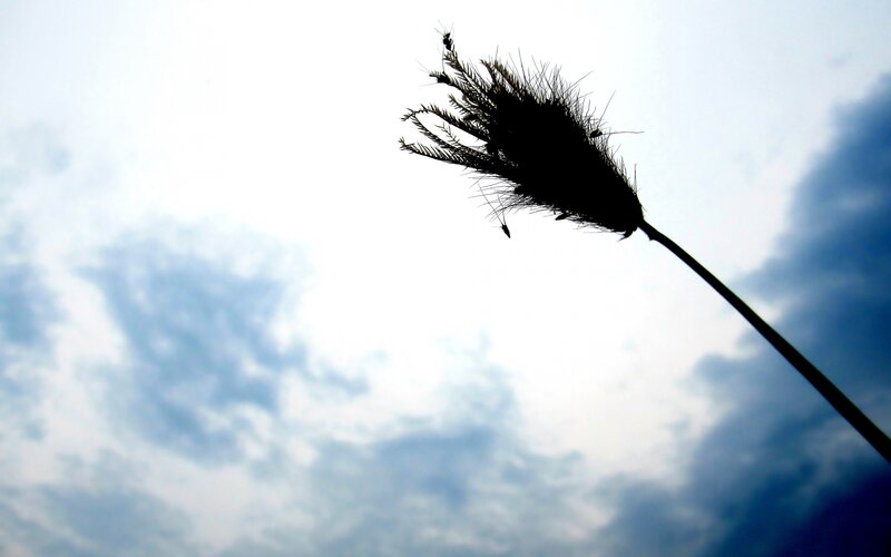 silhouette of a grass seed head