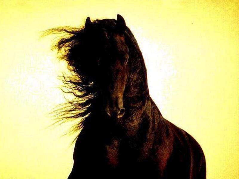 silhouette of a horse