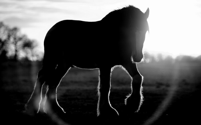 silhouette of a horse at sunset