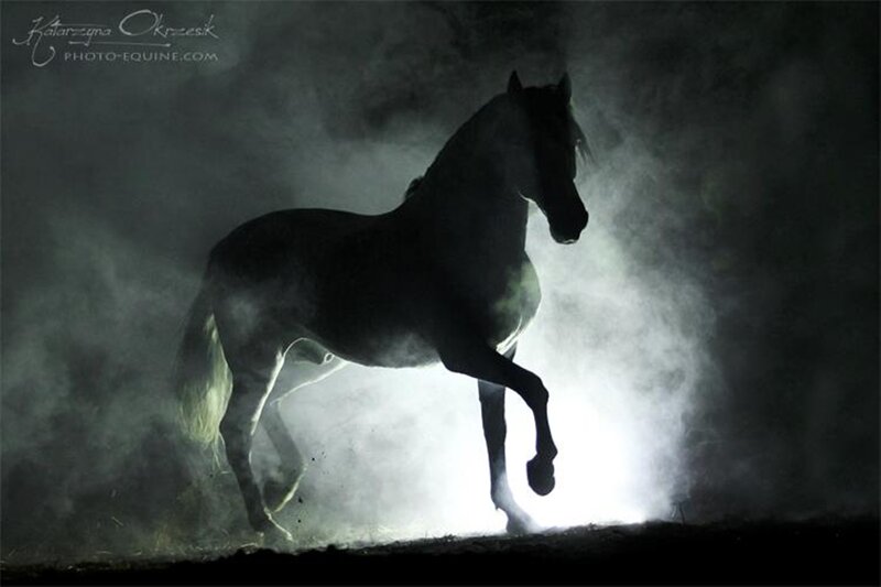 Silhouette of a Horse — Black