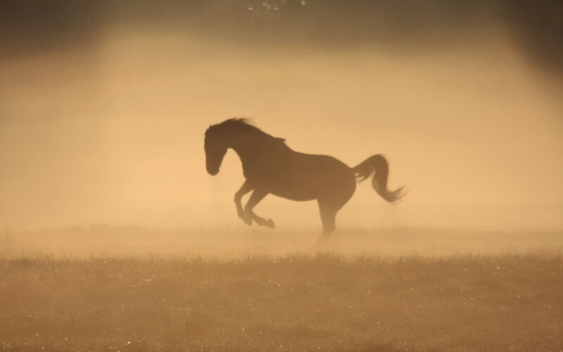 Silhouette of a Horse — Brown