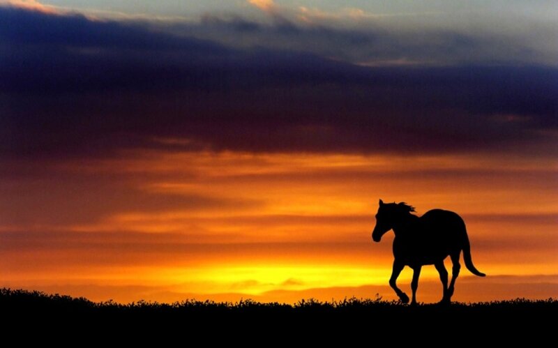 Silhouette of a Horse — Orange, Dramatic, Sunset