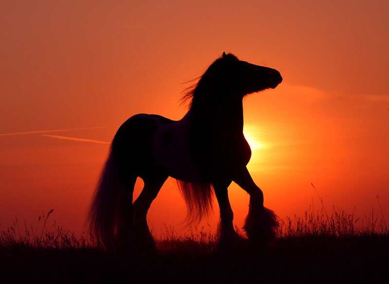 Silhouette of a Horse — Orange, Dramatic