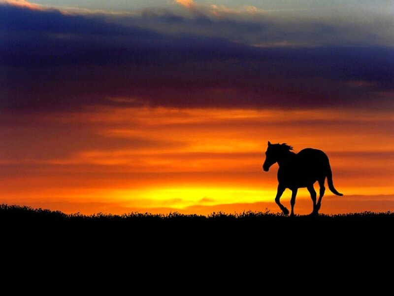 Silhouette of a Horse — Orange