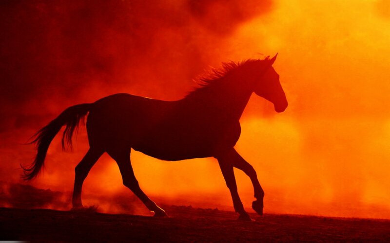 Silhouette of a Horse — Red, Dramatic