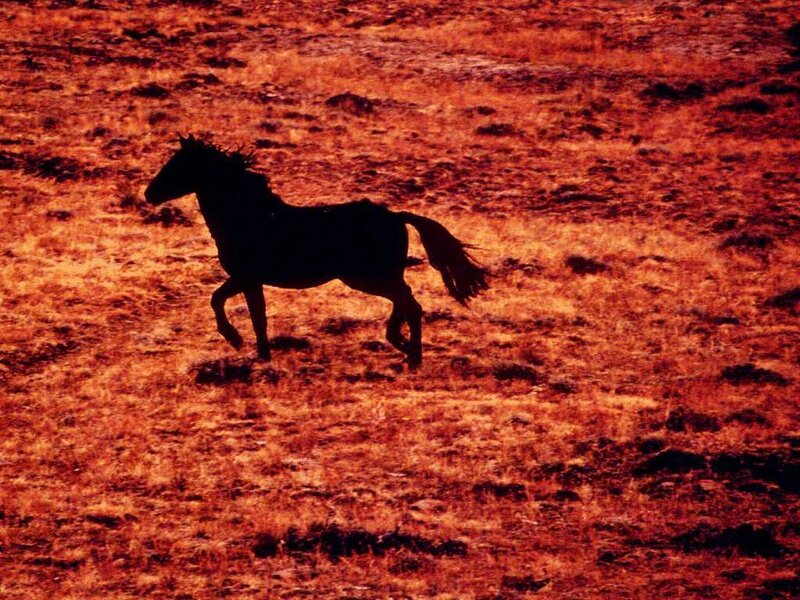 Silhouette of a Horse — Red